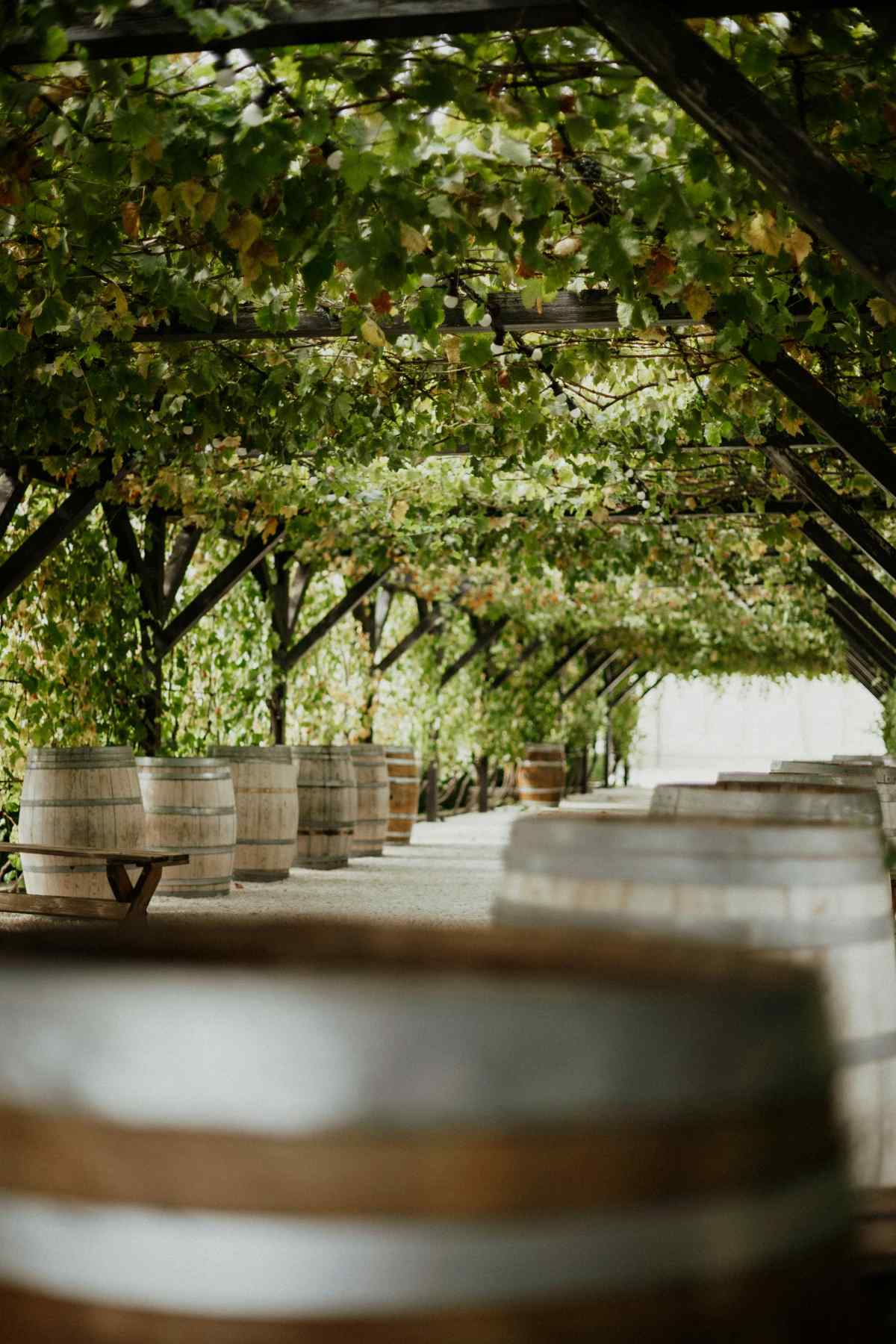 Tin City winery vineyard walkway with grapevine pergola and wine barrels