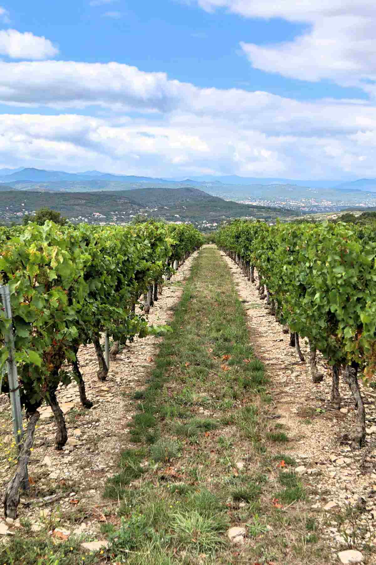 Valle de Guadalupe wineries Baja California wine country featured