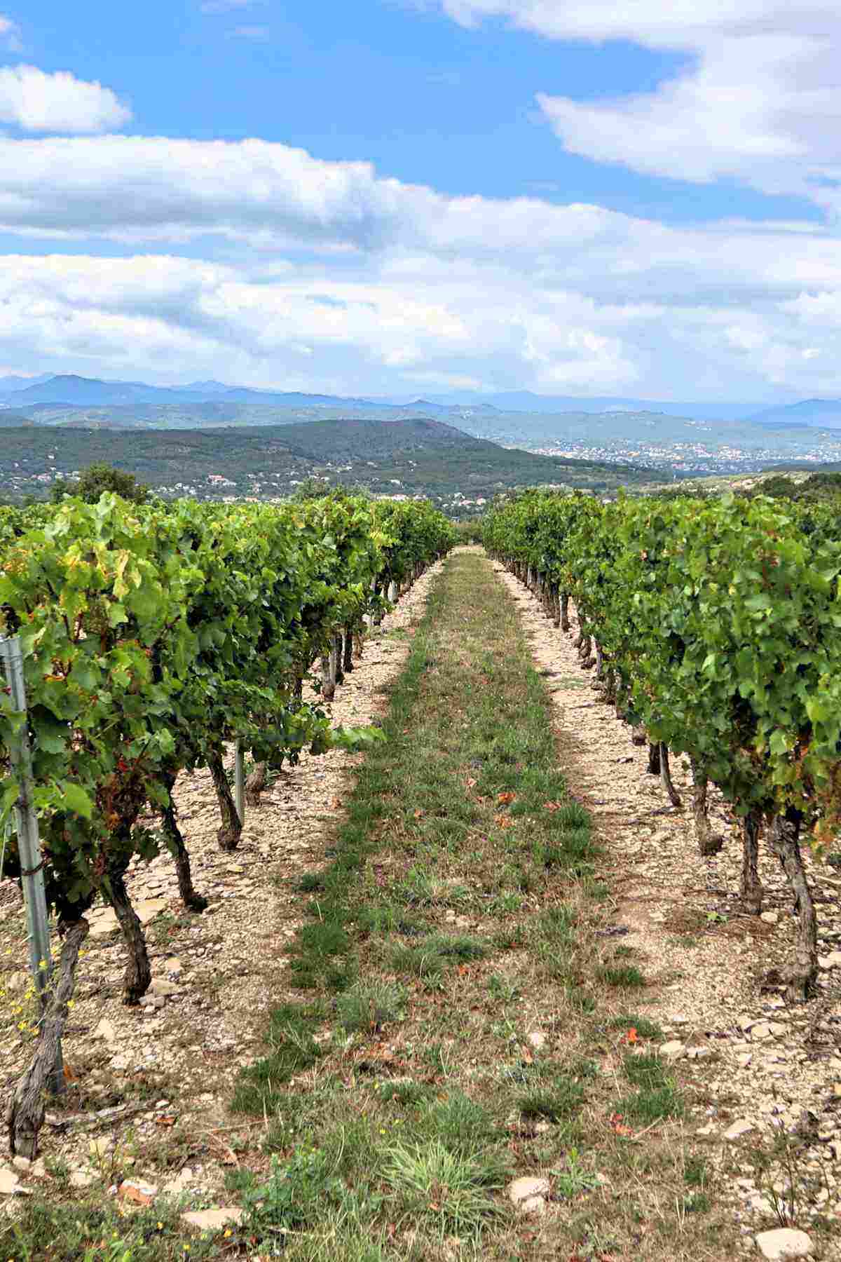 Valle de Guadalupe wineries Baja California wine country featured