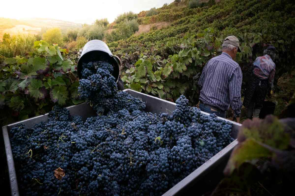 Vineyard harvest grapes ripening in German countryside rows