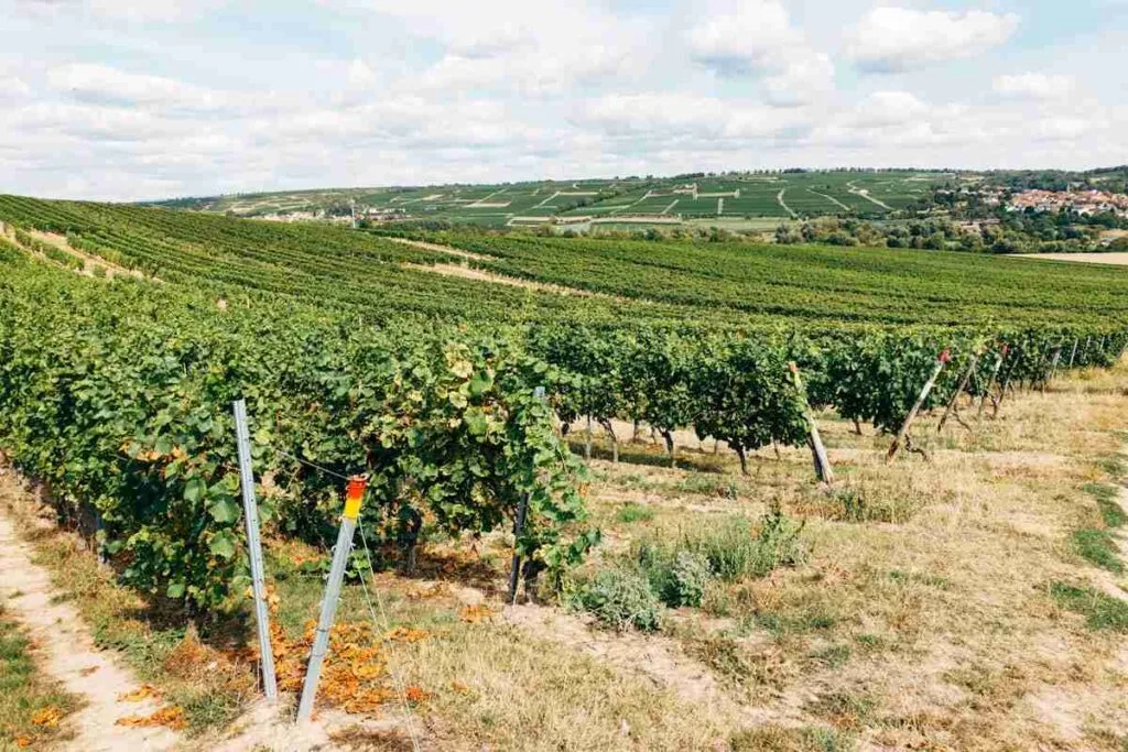 9 Best Yountville Wineries: Napa Valley Wine Country Guide 3 vineyard rows in napa valley near yountville wineries california wine country