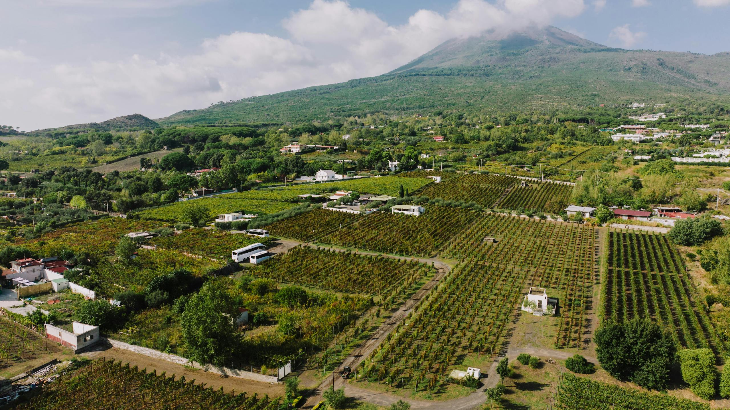 Vineyards stretch along the scenic hillsides beneath Mount Vesuvius in Trecase, Italy.