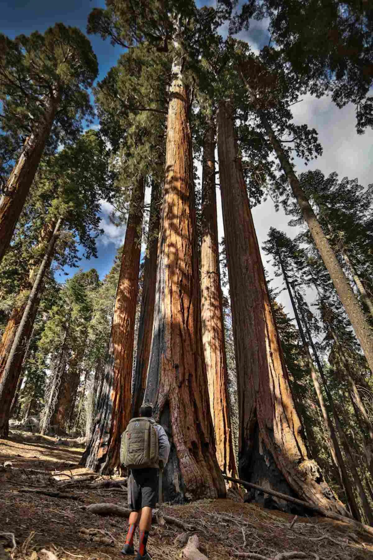 Hiker among towering sequoia trees in a scenic forest national park