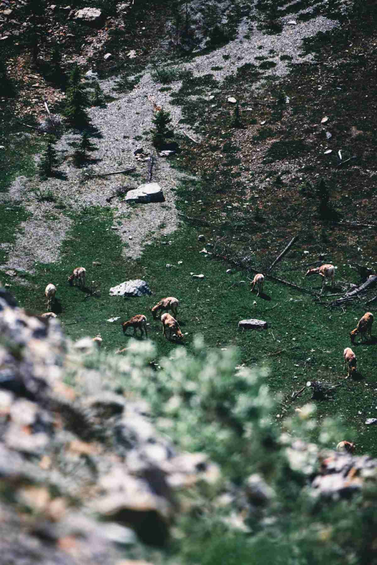 Grazing elk in lush green landscape of Banff National Park Canada