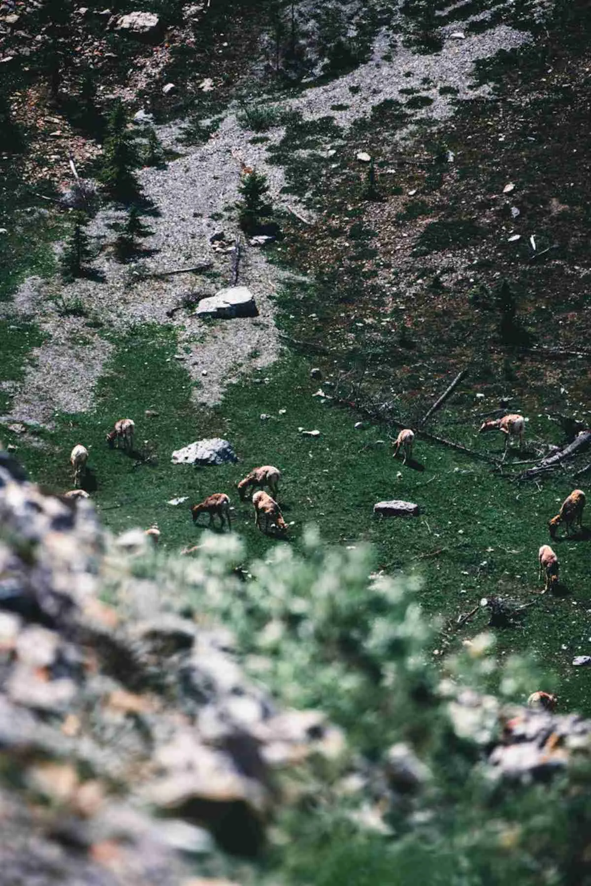 Where to See Wildlife in Banff: Top Spots for Nature Lovers 6 Grazing elk in lush green landscape of Banff National Park Canada