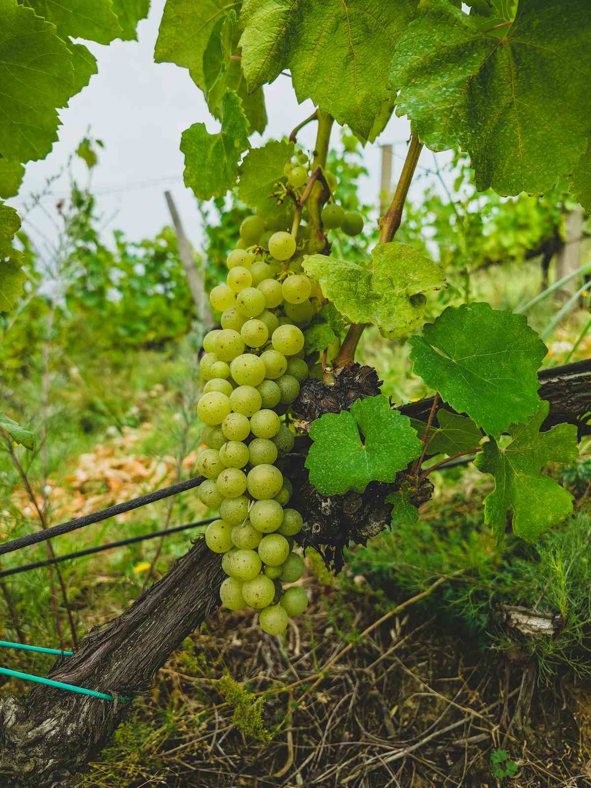 white wine grape varieties Chardonnay Sauvignon Blanc Riesling Pinot Grigio guide