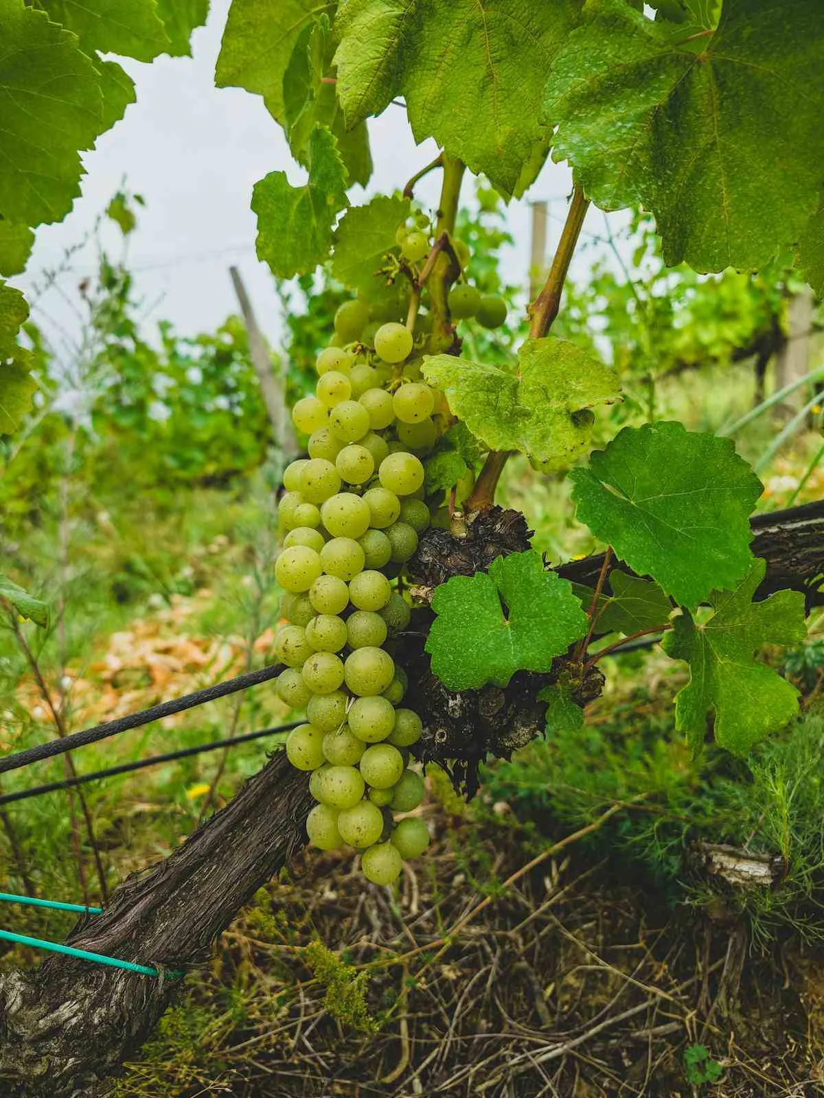 white wine grape varieties Chardonnay Sauvignon Blanc Riesling Pinot Grigio guide