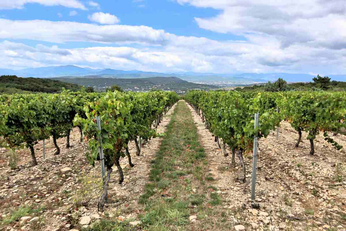 Rows of grapevines in a vineyard showing the difference between wineries vs vineyards