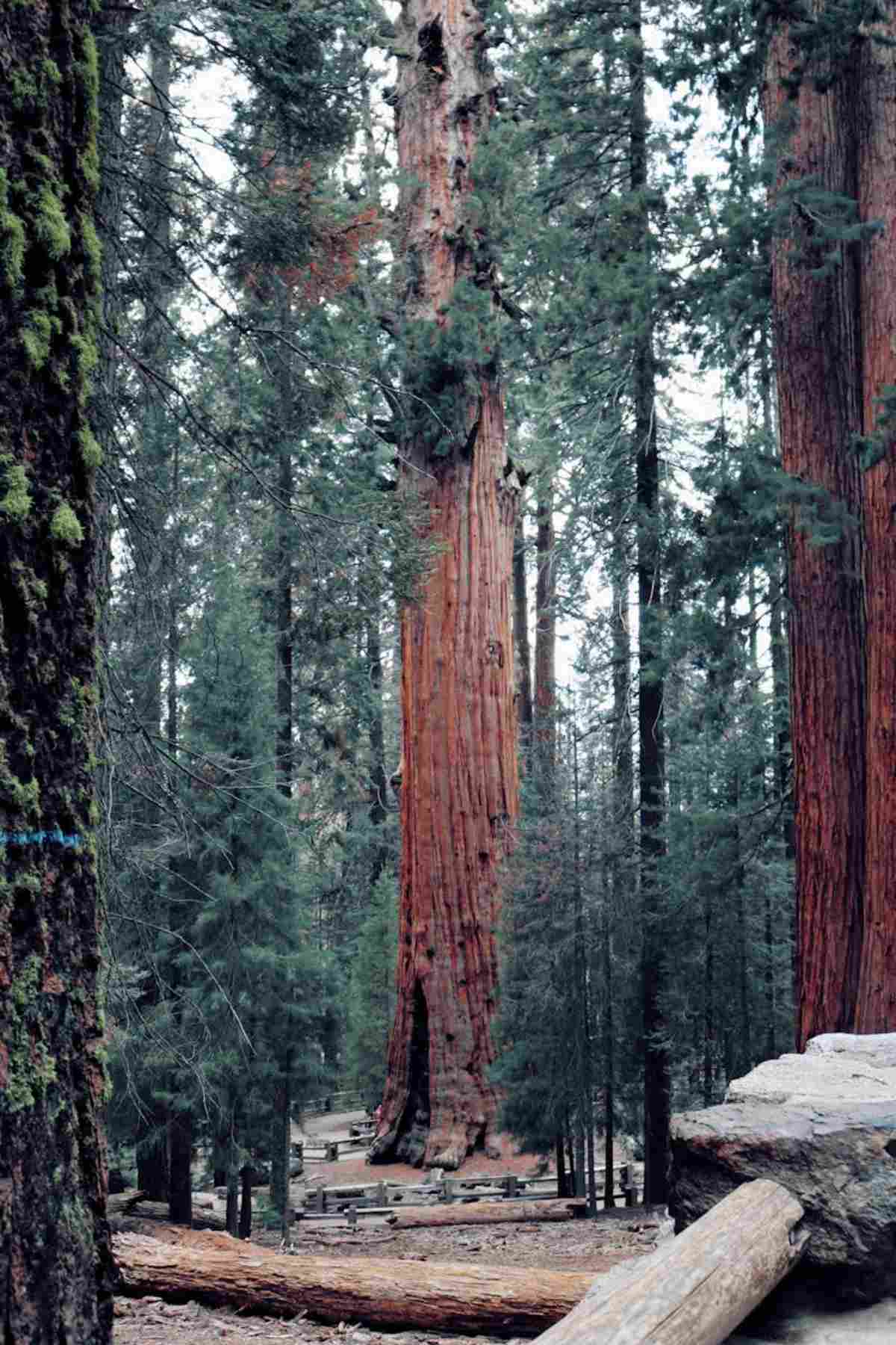 Giant sequoia trees towering forest California national park