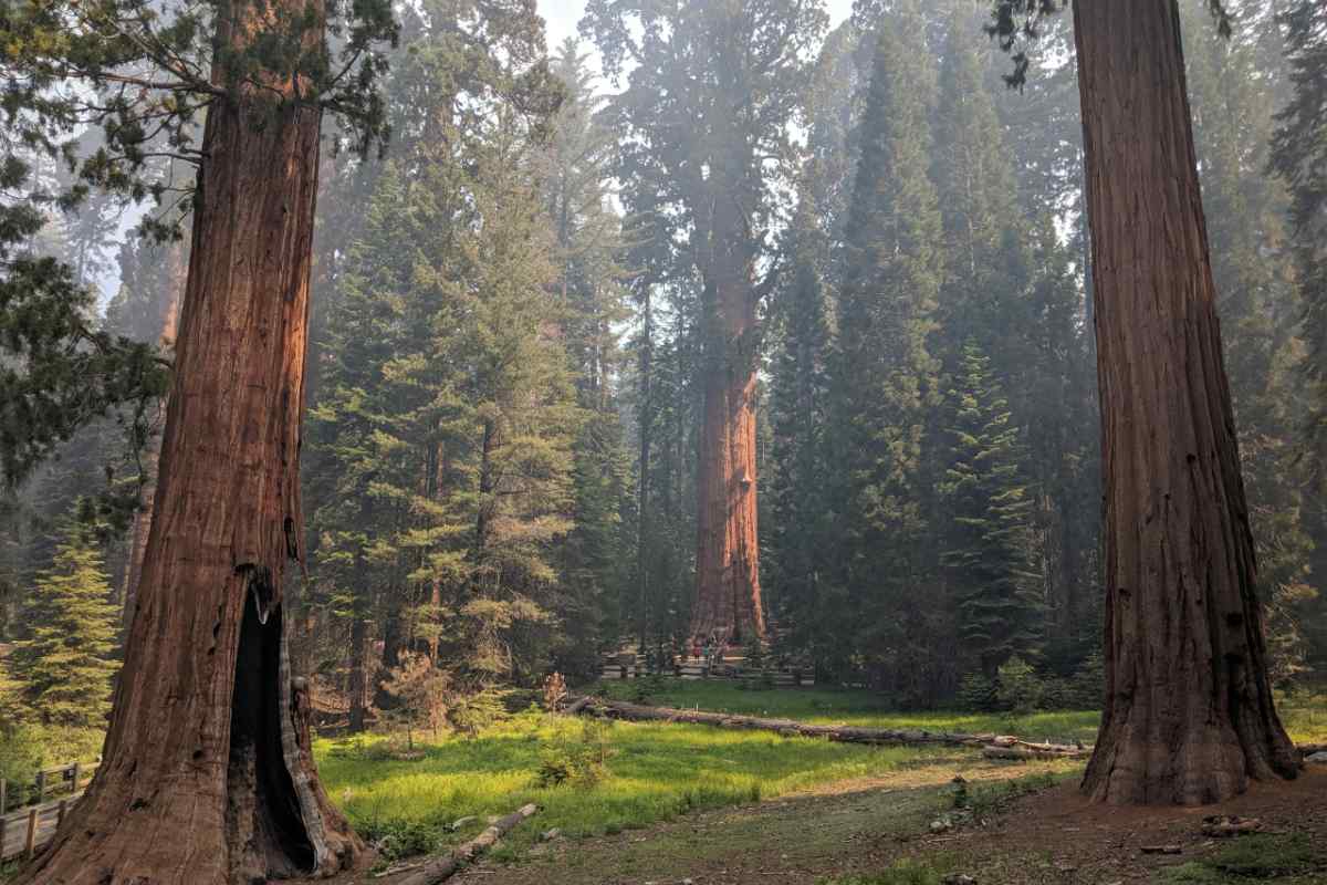 Zipline Sequoia National Park: Thrill Ride Among Giants 1 Tall sequoia trees in lush greenery at Sequoia National Park, California, USA.