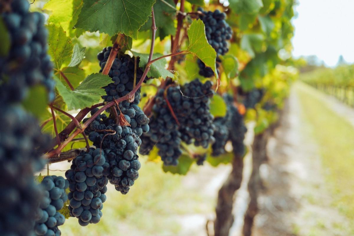 Clusters of dark red wine grapes hanging along a vineyard row