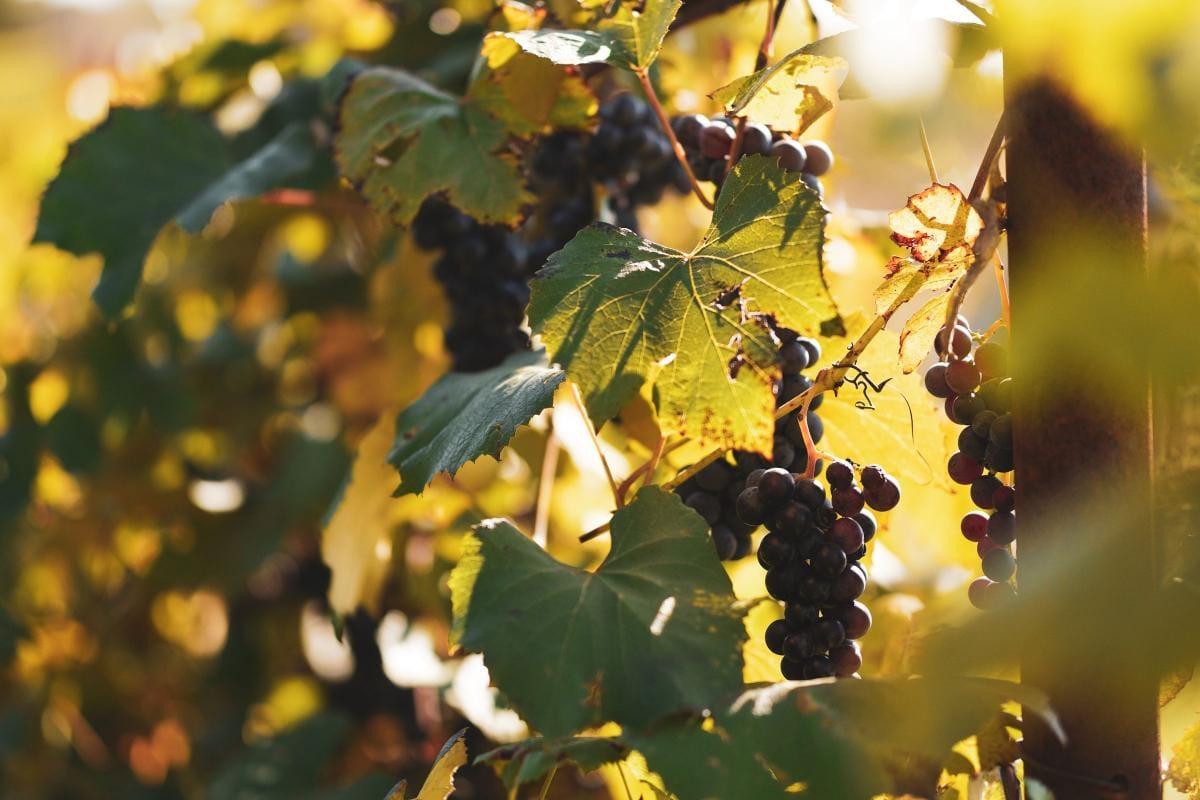 Red Wine Guide: Malbec Wine vs Cabernet Sauvignon 2 Dark red wine grapes hanging among sunlit vine leaves