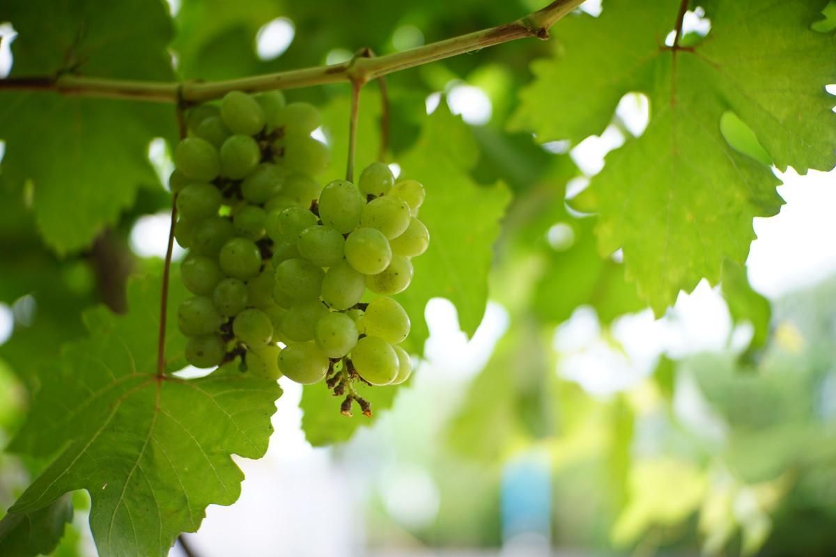 Cluster of green wine grapes hanging from the vine among sunlit leaves