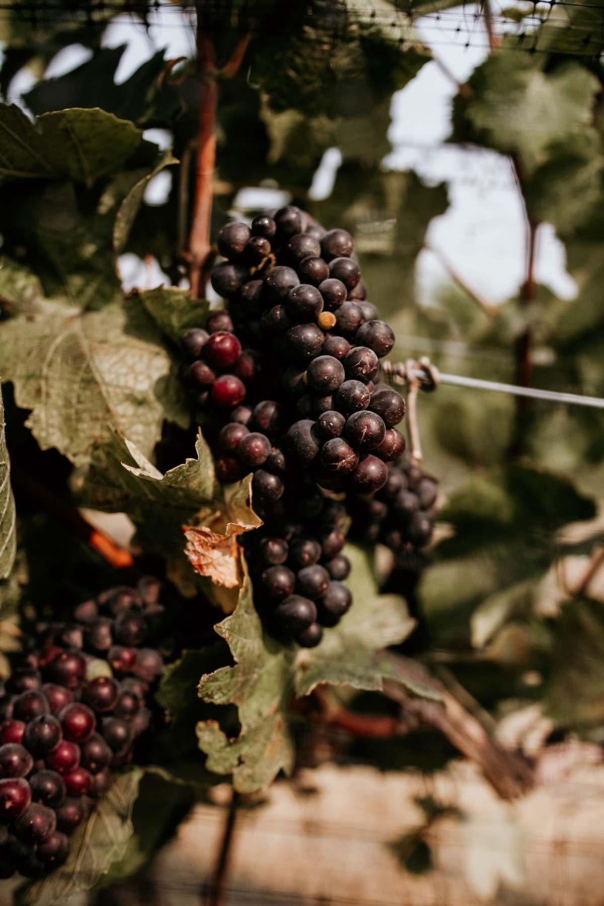9 Best Yountville Wineries: Napa Valley Wine Country Guide 12 Yountville wineries: ripe red grape clusters on the vine in a Napa Valley vineyard