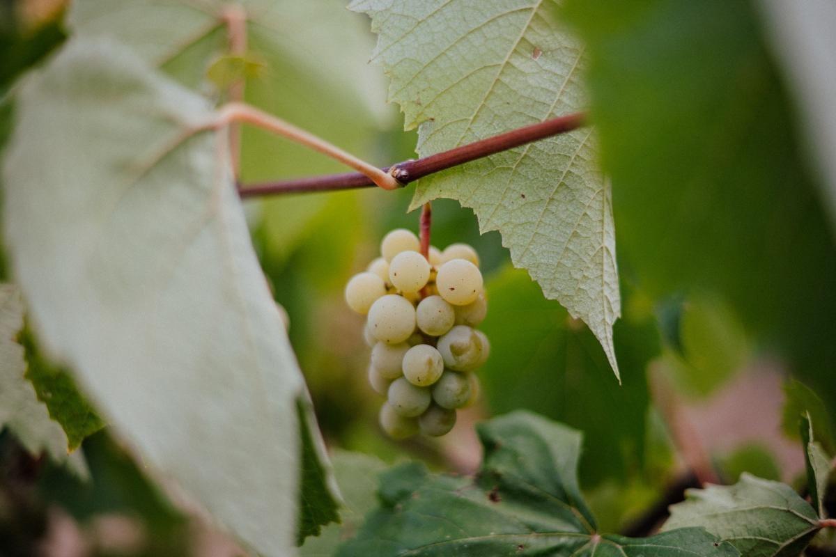 Best Wineries in Saratoga Springs NY: 9 Must-Visit Tasting Rooms 1 Small cluster of pale green grapes on the vine beneath broad leaves