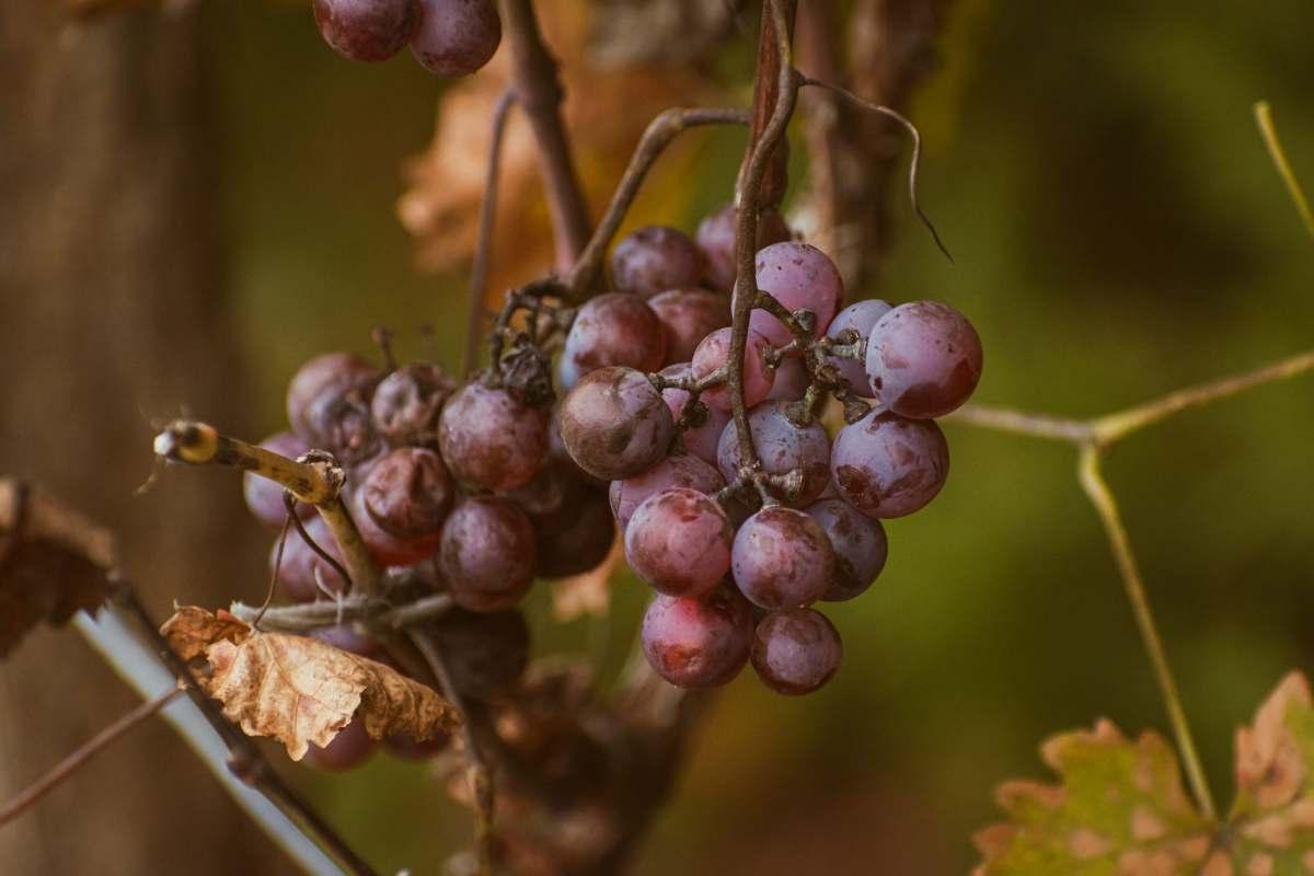 Wineries in Hocking Hills: Your Guide to Tasting Adventures 1 Wineries in Hocking Hills: red grape cluster on the vine with autumn leaves