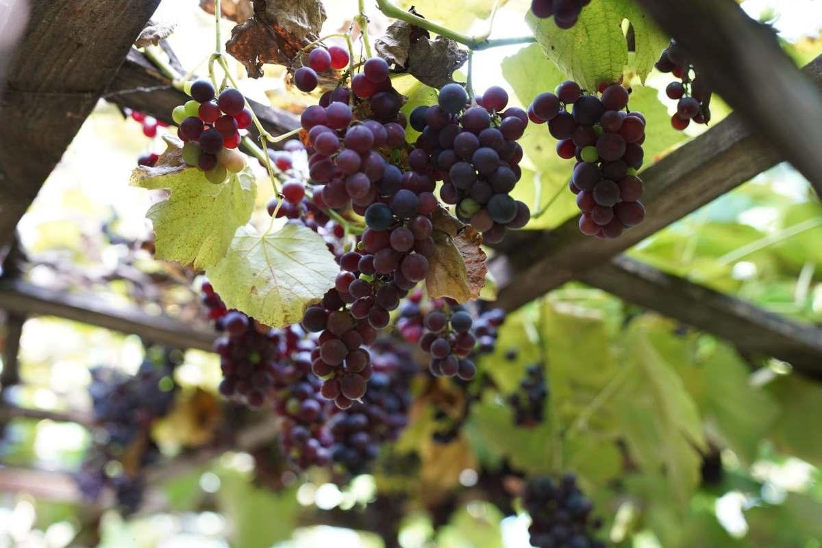 Wineries Springfield MO: Best Local Gems to Visit 2 Clusters of ripe red grapes hanging from a vineyard pergola