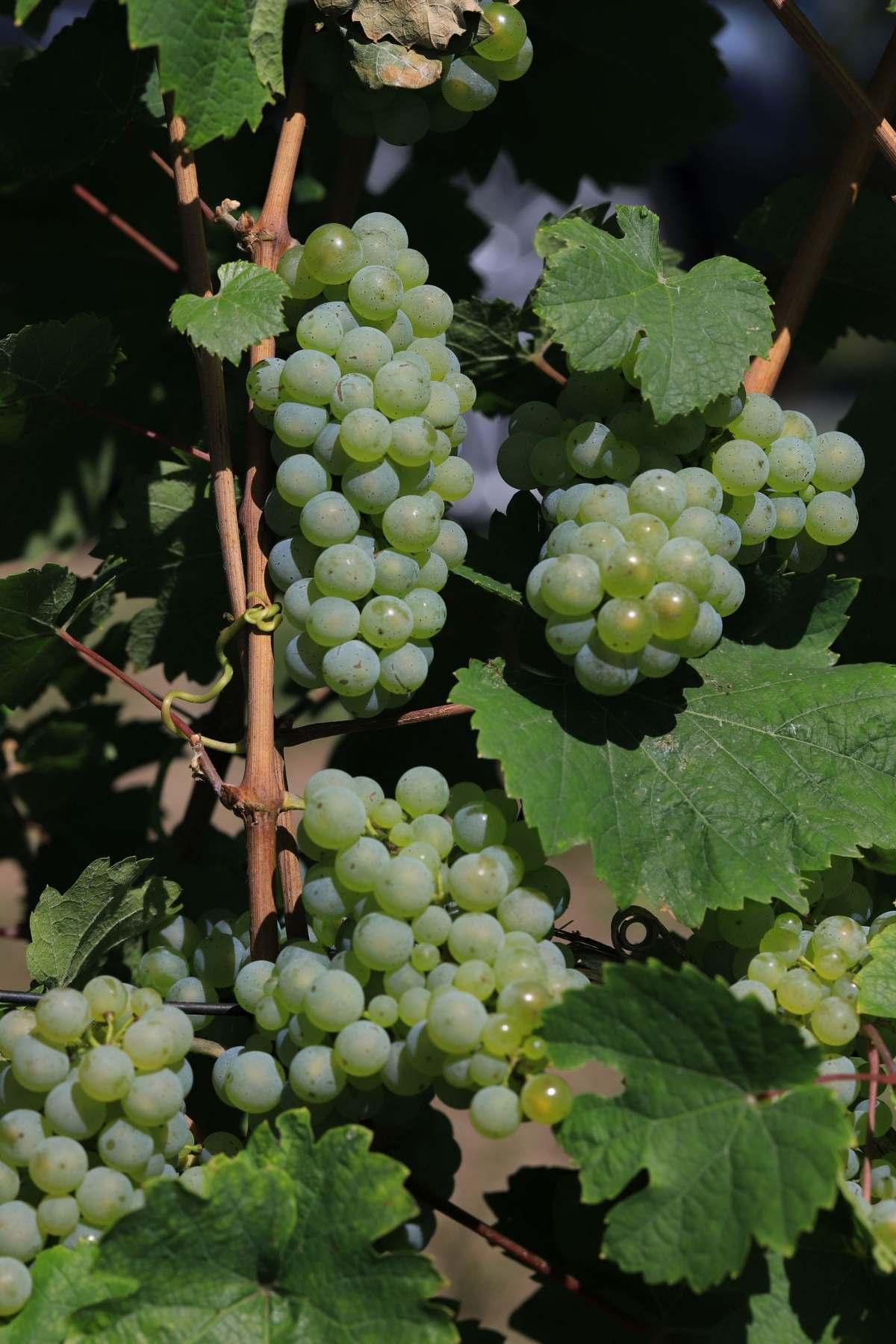 Types of White Wine Grapes: 12 Varieties Every Wine Lover Should Know 11 White wine grape clusters ripening on the vine among green leaves